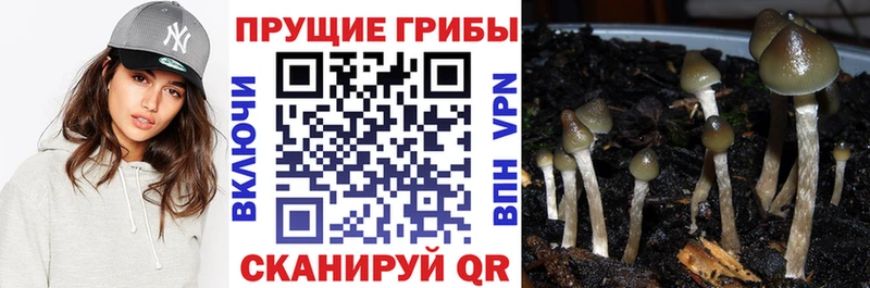 Галлюциногенные грибы MAGIC MUSHROOMS  Котельнич 